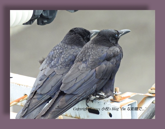 野鳥: 小枝's Blog “ cmな距離で… ”